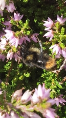 Bombus soroeensis