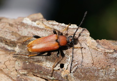 Stictoleptura rubra