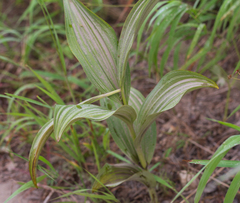 Veratrum