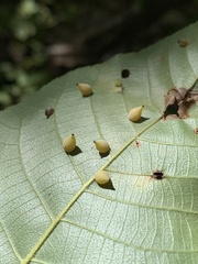 Caryomyia caryaecola