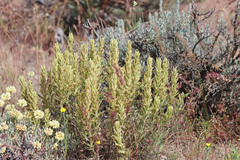 Castilleja thompsonii