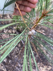 Pyrrharctia isabella