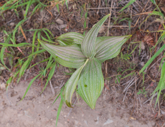 Veratrum