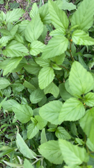 Malvastrum coromandelianum