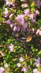 Bombus soroeensis
