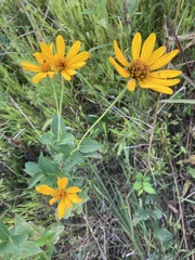 Heliopsis