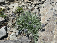 Phacelia sericea
