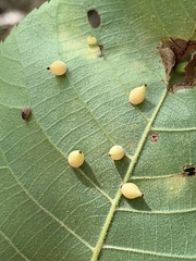 Caryomyia caryaecola