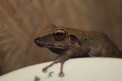 Pristimantis vilarsi