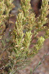 Castilleja thompsonii