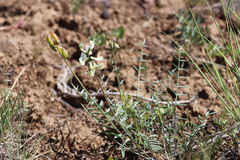 Astragalus reventiformis