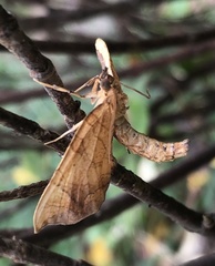 Eulithis gracilineata