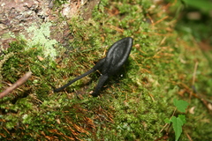 Trichoglossum