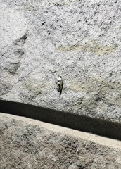 Acontiini