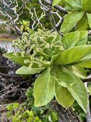 Heliotropium arboreum