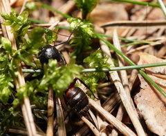 Camponotus ligniperda