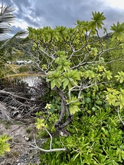 Heliotropium arboreum