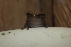 Pristimantis vilarsi
