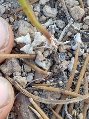 Eriogonum brachyanthum