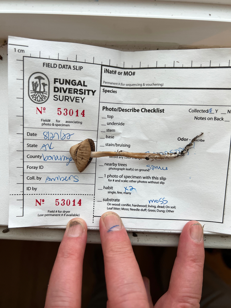 Psathyrella sect. Jacobssoniorum