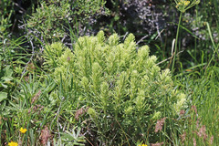 Castilleja thompsonii