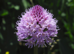 Traunsteinera globosa