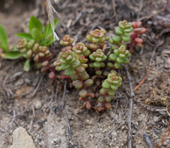 Sedum divergens