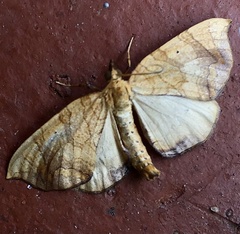 Eulithis gracilineata