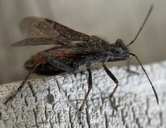 Tollius curtulus