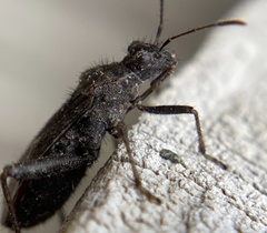Tollius curtulus
