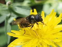 Cheilosia canicularis