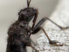 Tollius curtulus