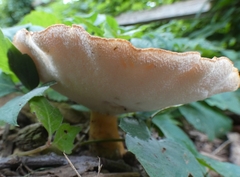 Polyporus radicatus