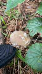 Amanita pantherina