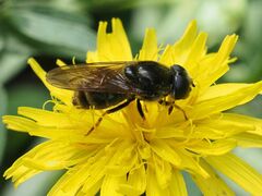 Cheilosia canicularis