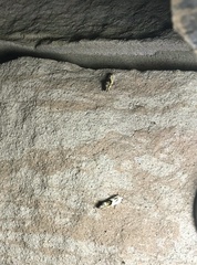 Acontiini