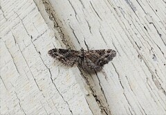 Eupithecia rotundopuncta