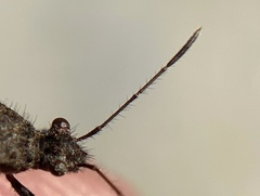 Tollius curtulus