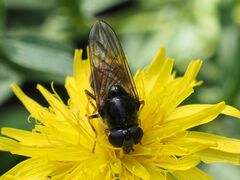 Cheilosia canicularis
