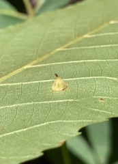Caryomyia sanguinolenta