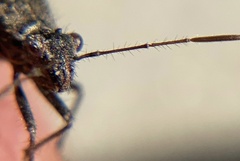 Tollius curtulus