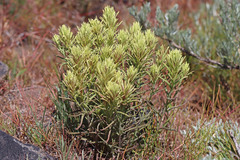 Castilleja thompsonii