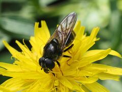 Cheilosia canicularis