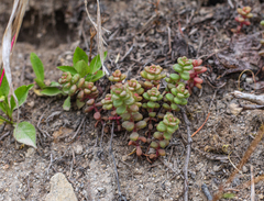 Sedum divergens
