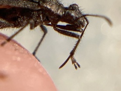 Tollius curtulus