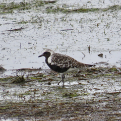 Pluvialis squatarola