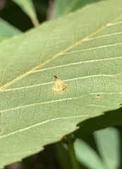 Caryomyia sanguinolenta