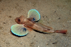 Chelidonichthys lucerna