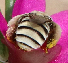 Anthophorula