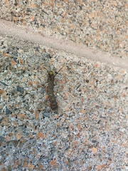 Anisota virginiensis